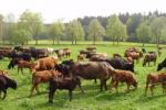 Akumulace dobytka Akumulace dobytka na pastvinách vytváří předpoklady pro akceleraci půdních mikrobiálních procesů a v důsledku vede k emisím skleníkových plynů z půd do atmosféry. Zemědělské půdy jsou významným zdrojem emisí oxidu dusného i methanu.
