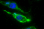 Mitochondrie Mitochondrie (označena zeleně), jádro a mitochondriální DNA (označené modře) parazitického prvoka Trypanosoma brucei zobrazené pomocí fluorescenční mikroskopie.