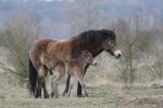První letošní hříbě divokých koní v Milovicích První letošní hříbě divokých koní v Milovicích