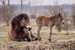 První letošní hříbě divokých koní v Milovicích První letošní hříbě divokých koní v Milovicích s matkou, klisnou Funny