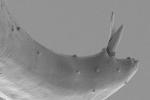 Samec entomopatogenního háďátka, ocasní část - fotografie z elektronového mikroskopu(V. Půža) Samec entomopatogenního háďátka, ocasní část - fotografie z elektronového mikroskopu(V. Půža)