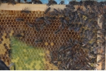 Včely 