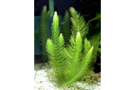 Hornwort (Ceratophyllum demersum) Submerged plant used for arsen toxicity study