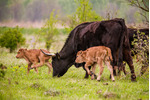 Mládě pratura Mládě pratura. Foto: Michal Köpping