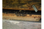 Světový den včelařů 