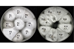 Kultury S. alkalinus pěstované v laboratoři S. alkalinus cultures grown on the Petri-dishes. At first look it is not apparent which culture is infected by viruses – however the molecular tests proved them in the cultures F11, F12, F13 a F18. 