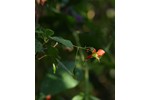 Endemický druh netýkavky Impatiens sakeriana s dlouhou květní stopkou. Endemický druh netýkavky Impatiens sakeriana s dlouhou květní stopkou.
