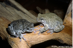 Figure 3. Gray tree frog  Figure 3. Gray tree frog (Hyla versicolor; right) and Cope’s gray tree frog (H. chrysoscelis; left), two chytrid hosts indistinguishable based on external morphology.