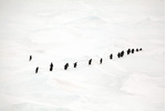 The fourth day of the cruise scientists saw penguins...  