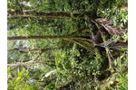 Horský les v oblasti hory Kagalalo, jižní Bougainville.  Horský les v oblasti hory Kagalalo, jižní Bougainville. 