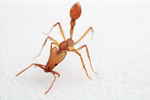 Jeden z nových nepopsaných druhů mravenců objevený během expedice v horském pralese. Jeden z nových nepopsaných druhů mravenců objevený během expedice v horském pralese.