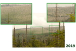 Obnovující se Šumava Třístoličník a obnovující se bezzásahové zóny (směrem k Plechému), červenec 2019 - zelené výřezy zvětšeny (foto: O.Lenz)