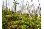 Obnovující se Šumava Zarůstající svahy nad Plešným jezerem - 2013 (foto: D.Vaněk)