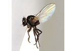 Moucha vrtalka Ophiomyia disordens (foto Dušan Trávníček). Moucha vrtalka Ophiomyia disordens (foto Dušan Trávníček).