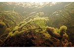 Obr. 3: Slizové kolonie nálevníka druhu Ophrydium versatile (lahvenka velká). Slizové kolonie nálevníka druhu Ophrydium versatile (lahvenka velká).