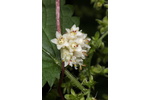 European dodder Tiny flowers of European dodder