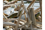 Introduction of red-eared slider (Trachemys scripta elegans) was to a great extent driven by their charisma (photo: Jindřich Brejcha) Introduction of red-eared slider (Trachemys scripta elegans) was to a great extent driven by their charisma (photo: Jindřich Brejcha)