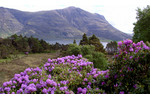 Zavlečení pěnišníku pontického (Rhododendron ponticum) do velké míry podpořilo jeho charisma (foto: Kenneth Cox) Zavlečení pěnišníku pontického (Rhododendron ponticum) do velké míry podpořilo jeho charisma (foto: Kenneth Cox)