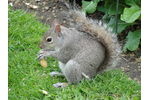 Proposed control measures for introduced eastern grey squirrel (Sciurus carolinensis) populations in Italy were delayed and made ineffective by strong public opposition (photo: Jonathan Jeschke) Proposed control measures for introduced eastern grey squirrel (Sciurus carolinensis) populations in Italy were delayed and made ineffective by strong public opposition (photo: Jonathan Jeschke)