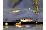 Guppies (Poecilia reticulata) were promoted as flagship species of a citizen science project directed at monitoring alien fish species in thermal waters in Germany  Invasive species charisma can contribute to volunteer involvement in citizen science projects – guppies (Poecilia reticulata) were promoted as flagship species of a citizen science project directed at monitoring alien fish species in thermal waters in Germany (photo: David Bierbach)