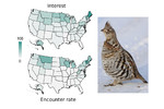 High level of correlation observed for ruffed grouse encounter rate and spatial distribution of societal interest, based on Google Trends [Schuetz & Johnston 2019. PNAS 116:10868-73]; (Photo credit: dfaulder). High level of correlation observed for ruffed grouse encounter rate and spatial distribution of societal interest, based on Google Trends [Schuetz & Johnston 2019. PNAS 116:10868-73]; (Photo credit: dfaulder).