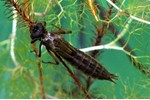 Larva šídla modrého Larva šídla modrého