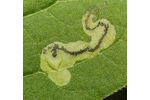 Larva minující uvnitř listu v temperátním nížinném lese (foto: Martin Volf). Larva minující uvnitř listu v temperátním nížinném lese (foto: Martin Volf).