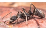 An ant of the genus Diacamma, a typical representative of a predator in the New Guinea forests (Photo: Milan Janda). An ant of the genus Diacamma, a typical representative of a predator in the New Guinea forests (Photo: Milan Janda).