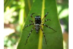 Pavouk skákavka Pavouk skákavka (z čeledi Salticidae), typický představitel pavouka lovícího mravence i listožravý hmyz v korunách stromů. Papua Nová Guinea, nížinný les, Wanang (Foto: Petr Klimeš)