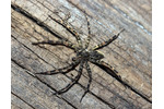 A spider lurking for a prey, lowland forest, Virginia (Photo: Martin Volf) A spider lurking for a prey, lowland forest, Virginia (Photo: Martin Volf)