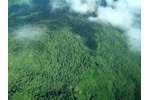 Horský les na Papui Nové Guineji v oblasti Yawan na masivu Saruwaget při pohledu z letadla (Foto Petr Klimeš). Horský les na Papui Nové Guineji v oblasti Yawan na masivu Saruwaget při pohledu z letadla (Foto Petr Klimeš).