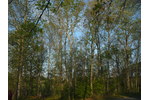 Zkoumaný nížinný opadavý les v USA (Foto Petr Klimeš) Zkoumaný nížinný opadavý les v USA (Foto Petr Klimeš)