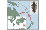 Biogeografie jepic Nové Kaledonie Biogeografie jepic Nové Kaledonie
