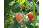 Symptoms on raspberry plants Uneven ripening of raspberry fruits (foto: J. Fránová)