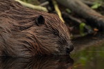 Eurasian beaver  Reintroduction efforts of extirpated species, such as the Eurasian beaver (Castor fiber) in the UK, may suffer from their absence in collective memory as natural parts of ecosystems, and thus receive weaker public support (photo by Tomasz Chmielewski).