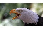 Bald eagle Bald eagle