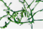 Sinice Aetokthonos hydrillicola Sinice Aetokthonos hydrillicola