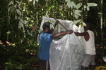Sběr hmyzu Sběr hmyzu ze stromku v nížinném lese Papui Nové Guinei, k němuž neměli predátoři přístup po dobu 6 mesíců.