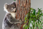 Sam, a female koala  Sam, a female koala who attracted global attention to the impact of bushfires to biodiversity following a video of her rescue by a firefighter during the Black Saturday bushfires in Australia (Image credit: B Healley, ©Museums Victoria; CC-BY 4.0).