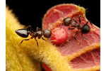 Mravenci na sladkém Tropičtí mravenci konzumují velkou rozmanitost potravy, kde se některé druhy specializují na lov hmyzu nebo naopak na cukry. Zde se mravenec rodu Crematogaster živí na cukerných výměšcích poskytované tropickou rostlinou. Papua Nová Guinea. Foto: Philipp Hoenle