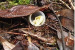 Baits for hungry ants One of the experimental baits with sugar solution, visited by hungry ants. Photo: Yvonne Tiede